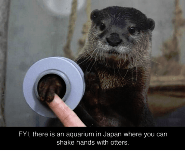Otter.png