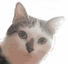 oursi-cat.gif