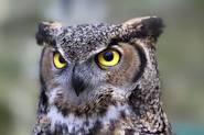 owl.jpg