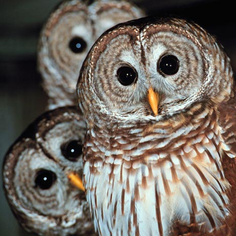 owls2.jpg