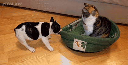 PaEvaq.gif