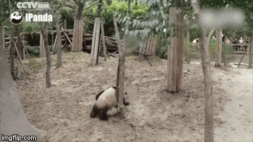 panda.gif