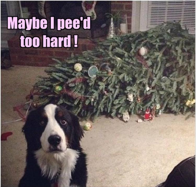 patblo-funny-animals-38.jpg