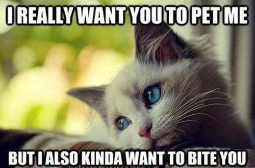 petme.jpg