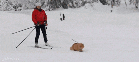 photos-26.gif