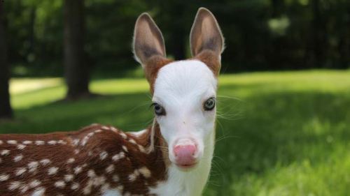 Piebald.jpg