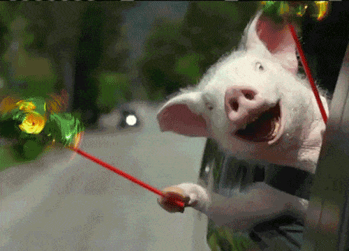 pig.gif