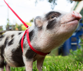 pig-on-a-leash-istock-46404118-large.jpg