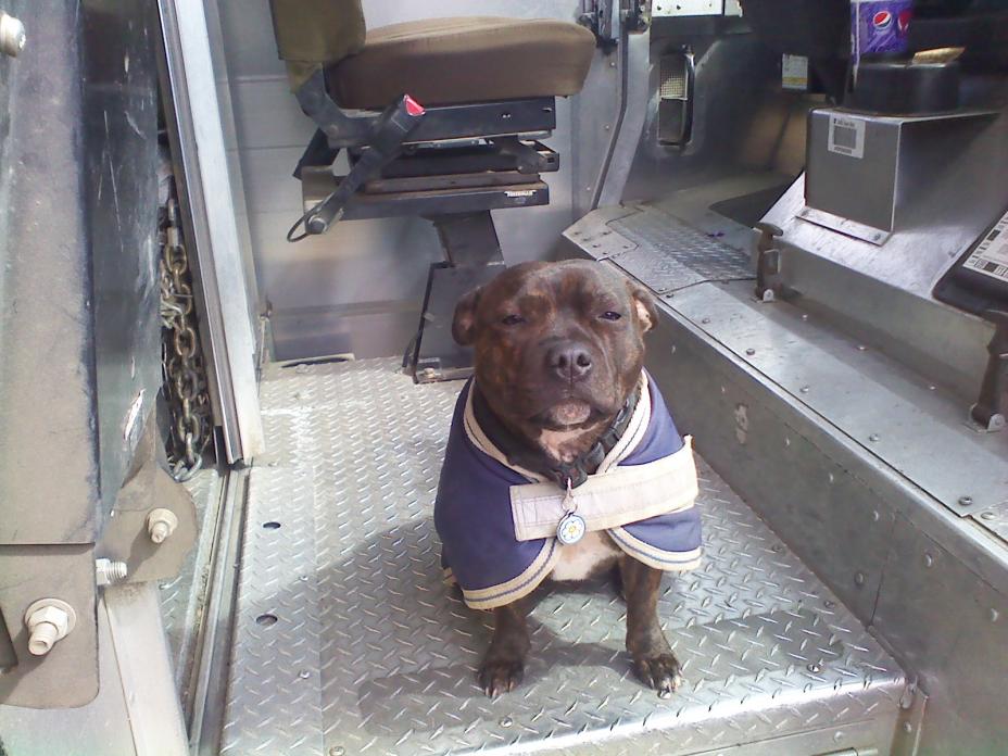 pit bull.jpg