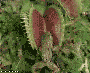 plant-eating-frog.gif
