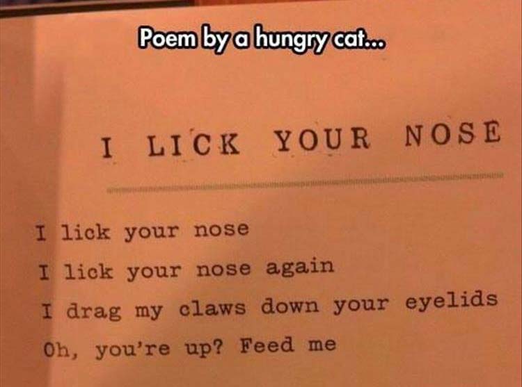 poem-by-a-cat.jpg