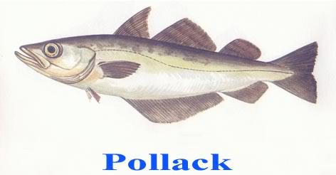 Pollack.jpg