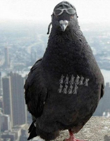 post-pigeon.jpg