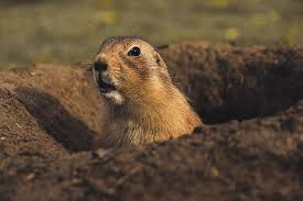 prarie dog hole.jpg