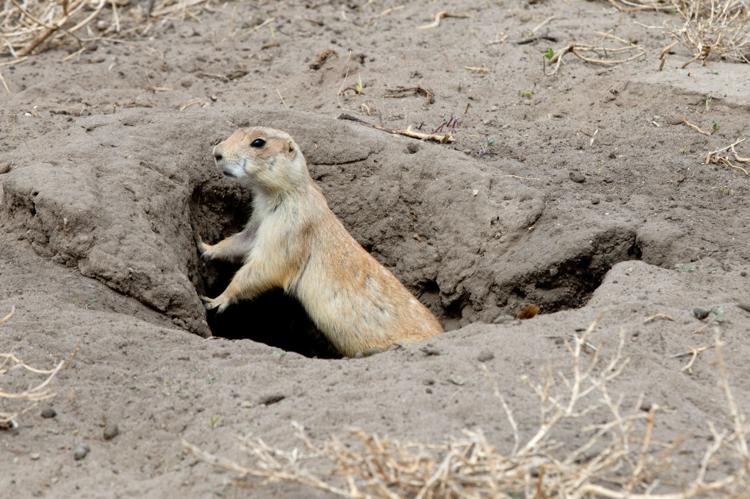 prarie dog.jpg