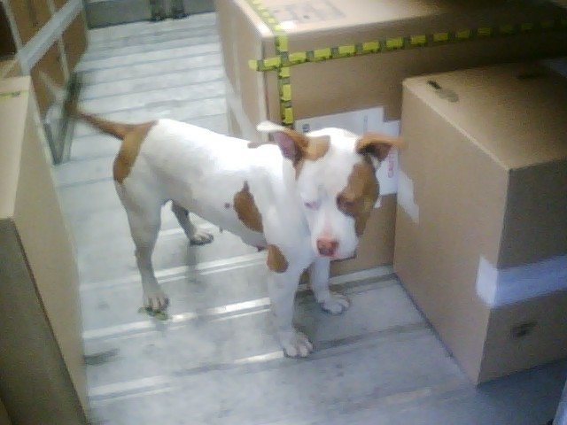 pretty pitbull 2.jpg