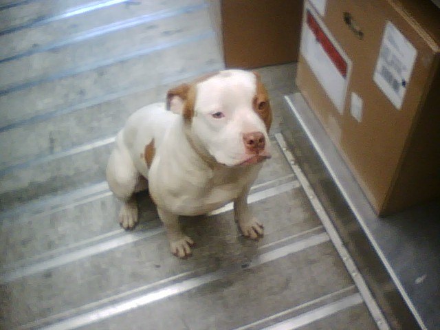 pretty pitbull 5.jpg