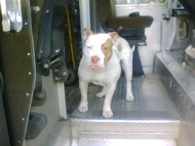 pretty pitbull.jpg