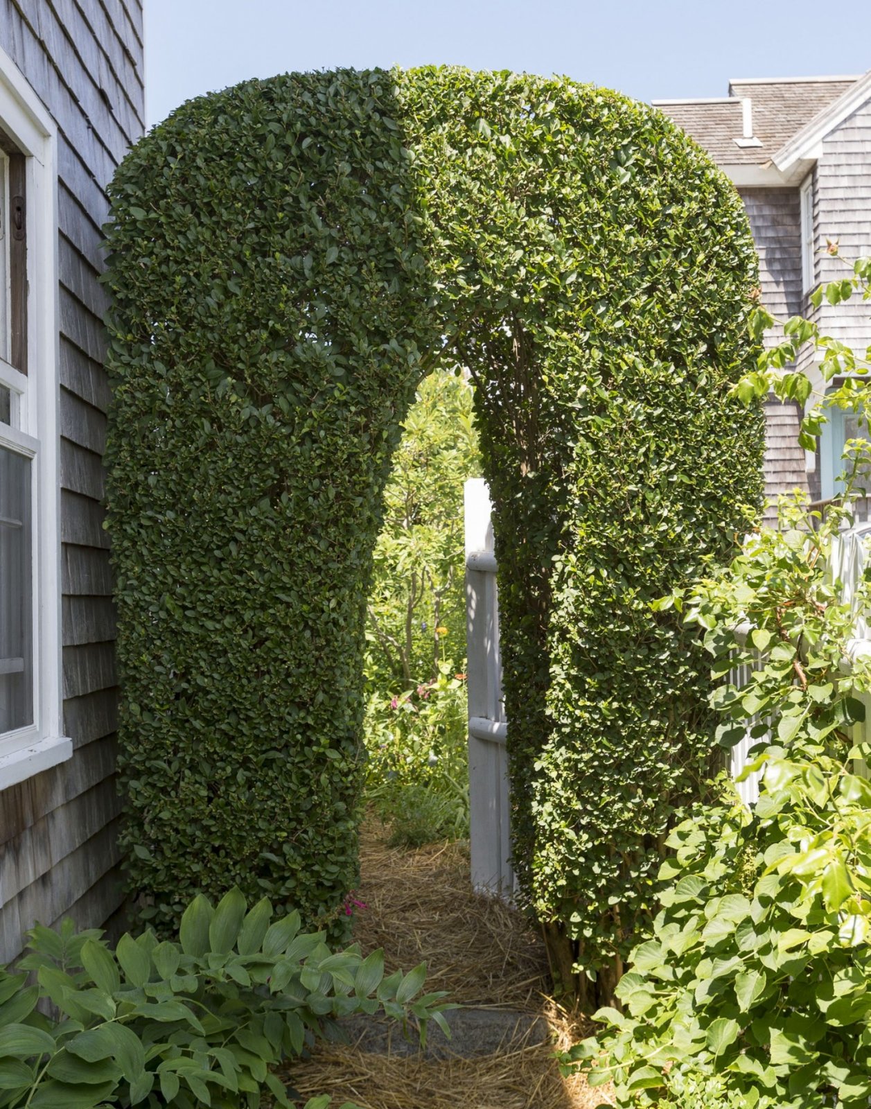 privet-shrub-matthew-williams-1466x1866.jpg