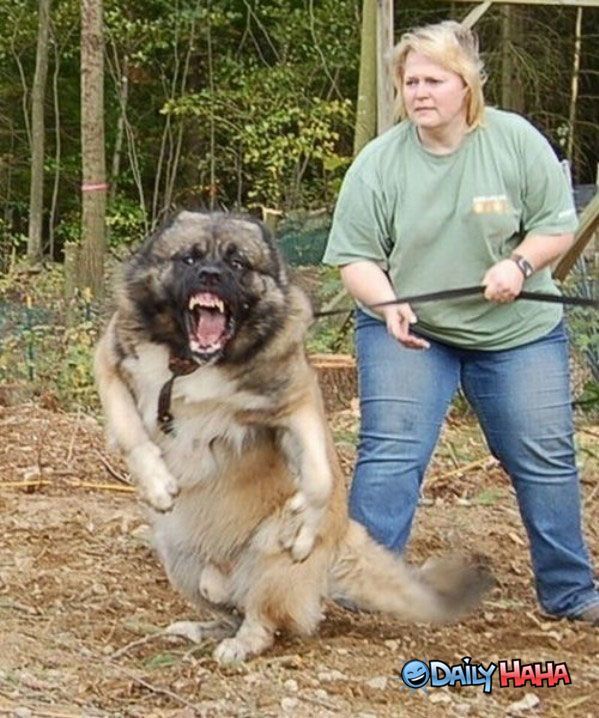 psycho-dog.jpg_1286423572.jpg