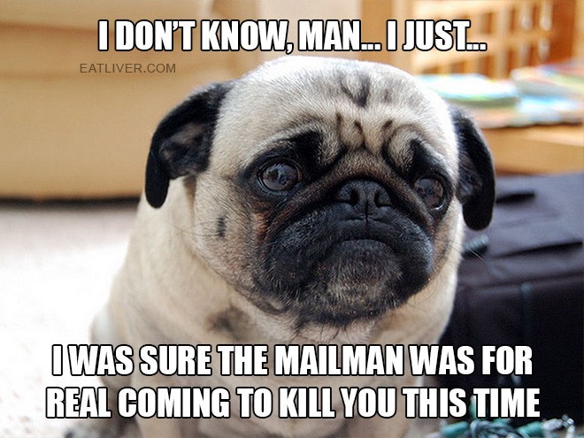 pug7.jpg