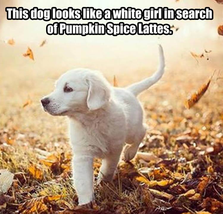 pumpkin-spice-latte.jpg