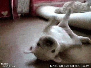 puppy-can-t-roll-over-o.gif