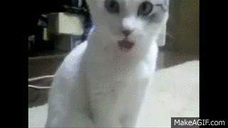 qZonSr.gif