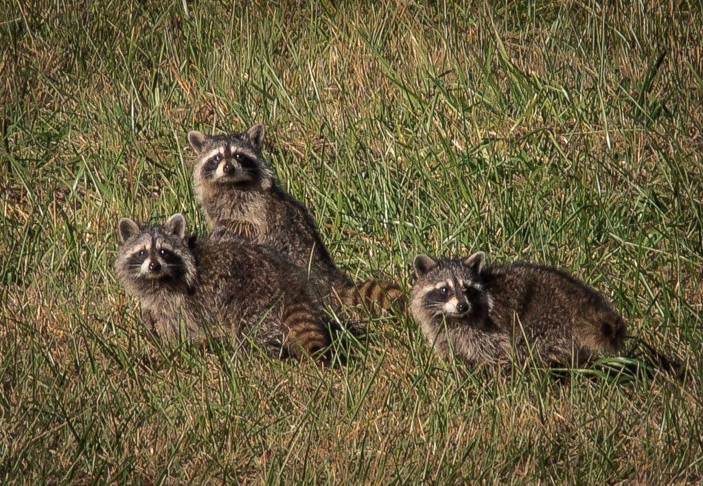 raccoons.jpg