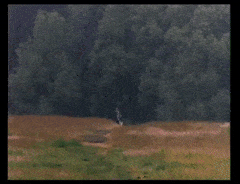 RapidFilthyHogget-max-1mb.gif