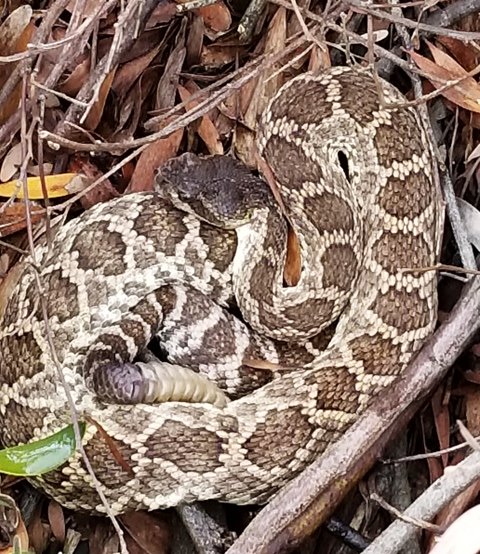 Rattle Snake on Hole 15 sized.jpg
