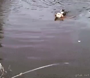 raw.gif