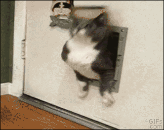 really-funny-gifs-fat-cat.gif