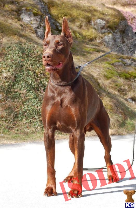 rED DOBIE ADULT.jpg