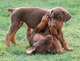 RED DOBIE PUPPY.jpg