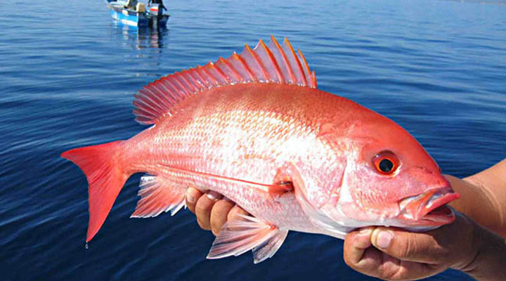 Red-Snapper-t_e7e370008461d1821da263e1b4700597.jpg