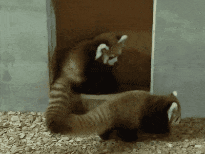 redpandas.gif