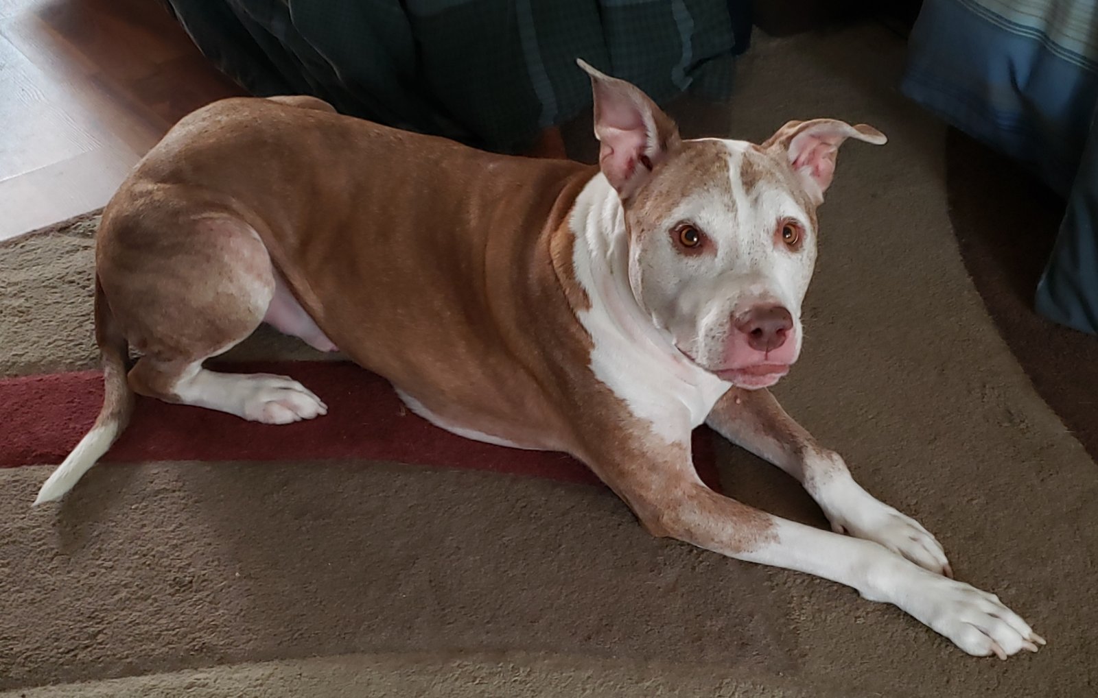 Rescued Pit.jpg
