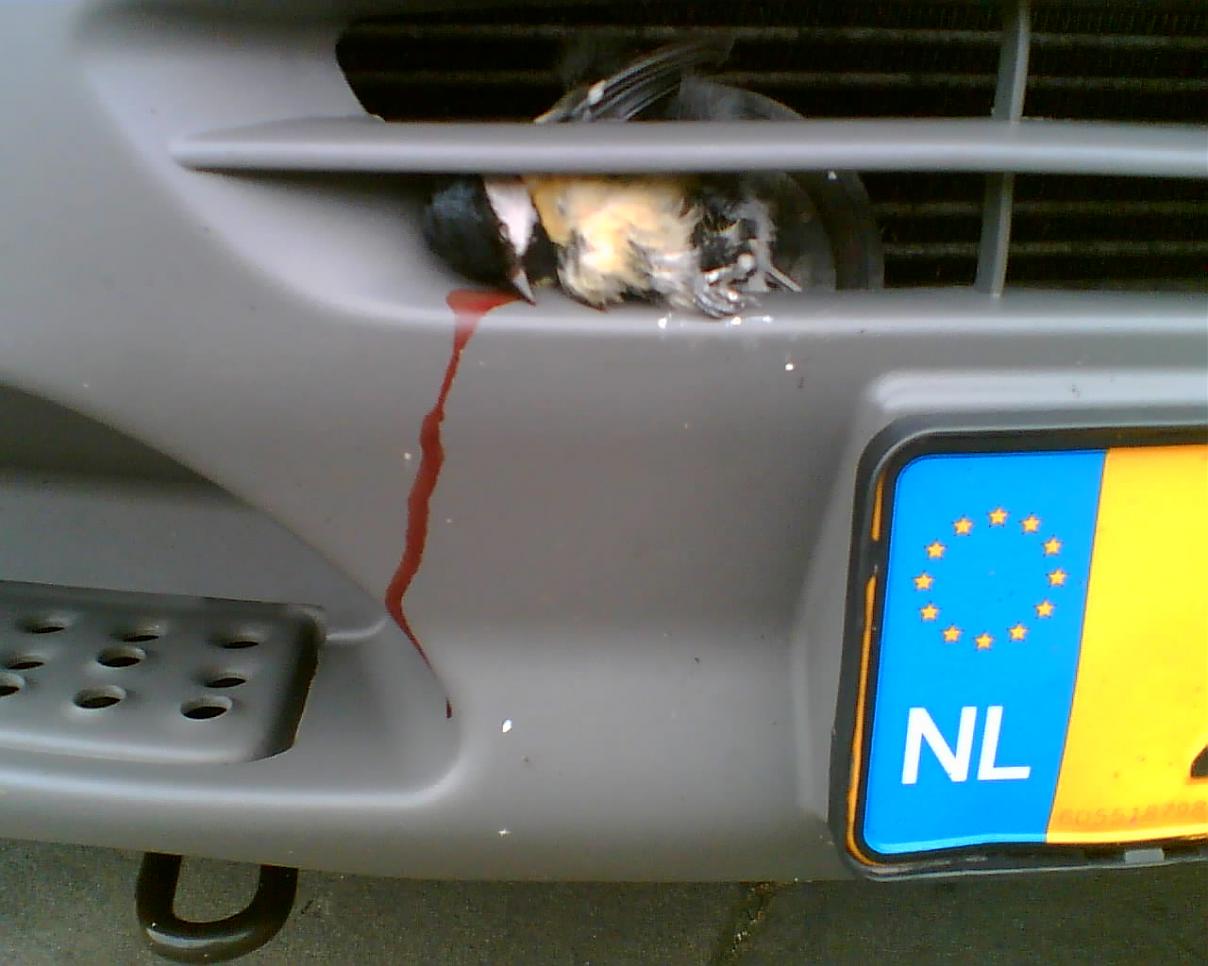 Roadkill.jpg