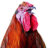 rooster.png