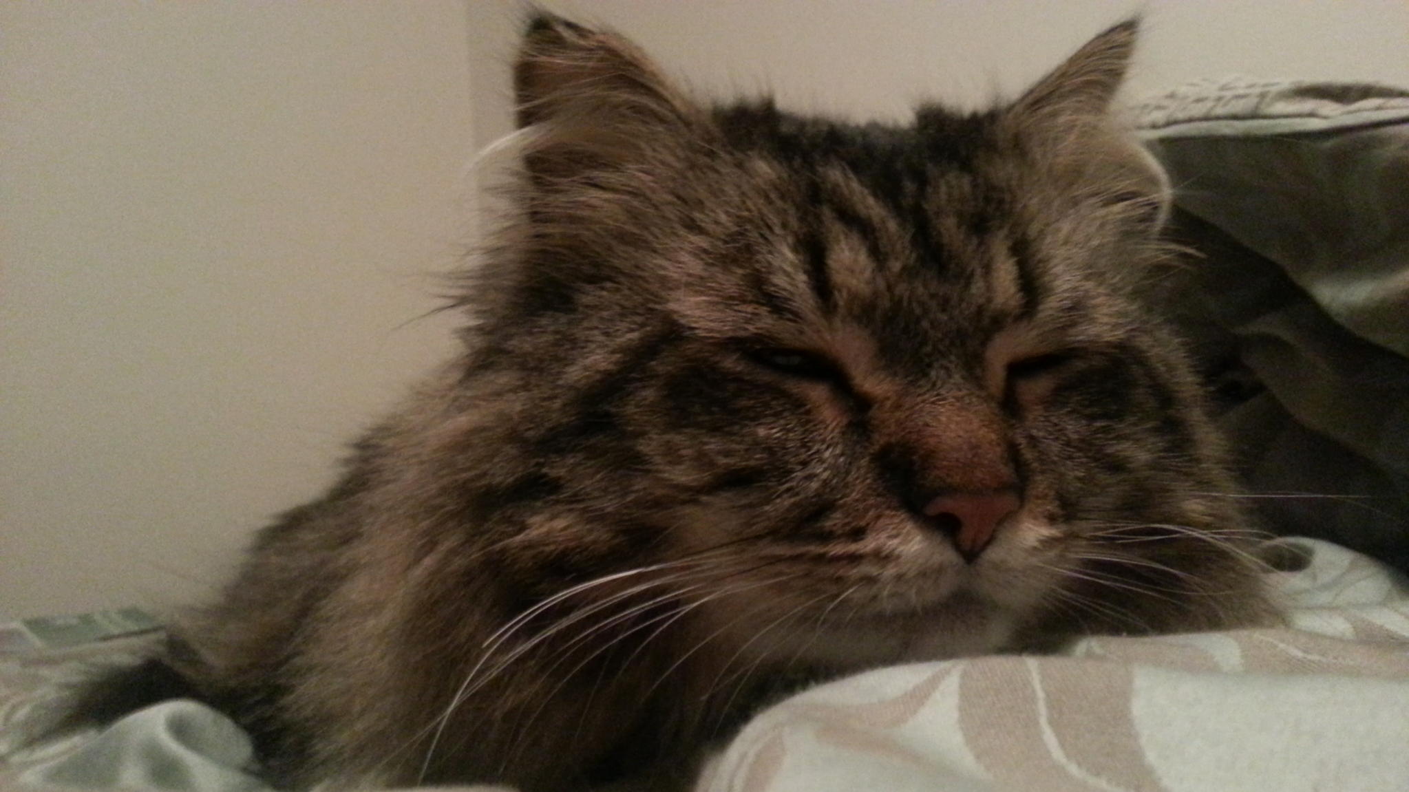 Samson3.jpg