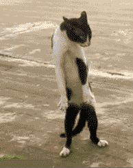 scurdy cat.gif