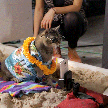 selfie-cat.gif