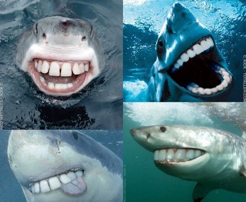 sharks.jpg