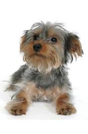 shihtzuyorkie.jpg