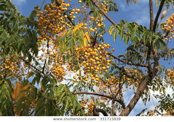 showy-display-chrome-yellow-berries-600w-331715939.jpg