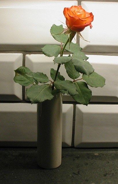 Single Rose (1).JPG