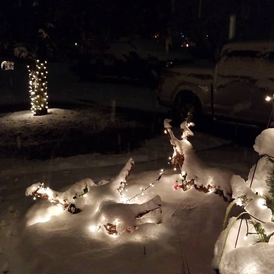 Snow killed reindeer.jpg