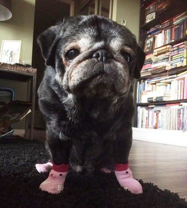 sock-pug-leia-2.jpg