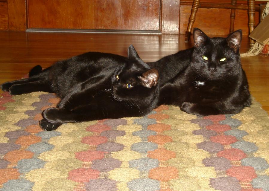 Spock and Lulu (3).jpg
